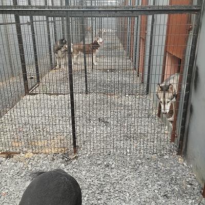 The pets hotel gurugram