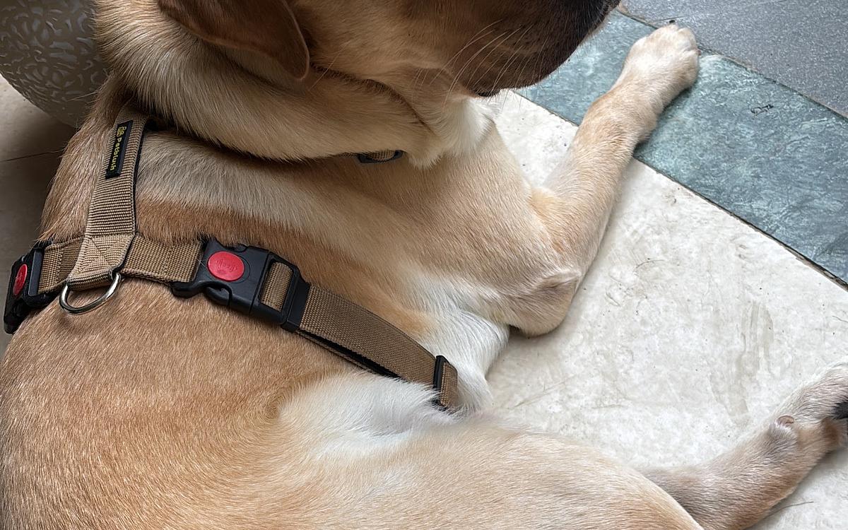 Barkplay Pet boarding Gurgaon
