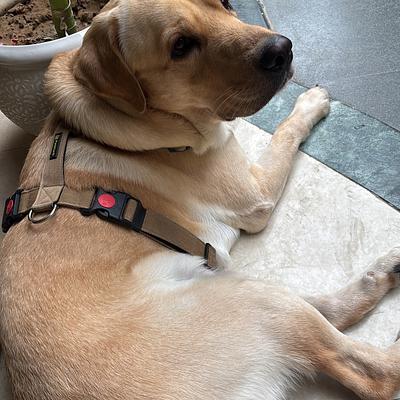 Barkplay Pet boarding Gurgaon
