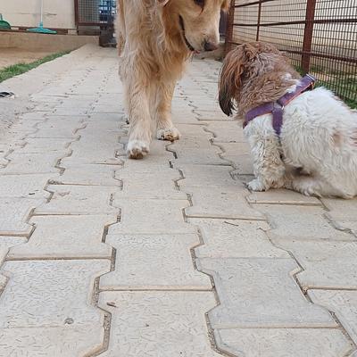 Tito’s pet resort