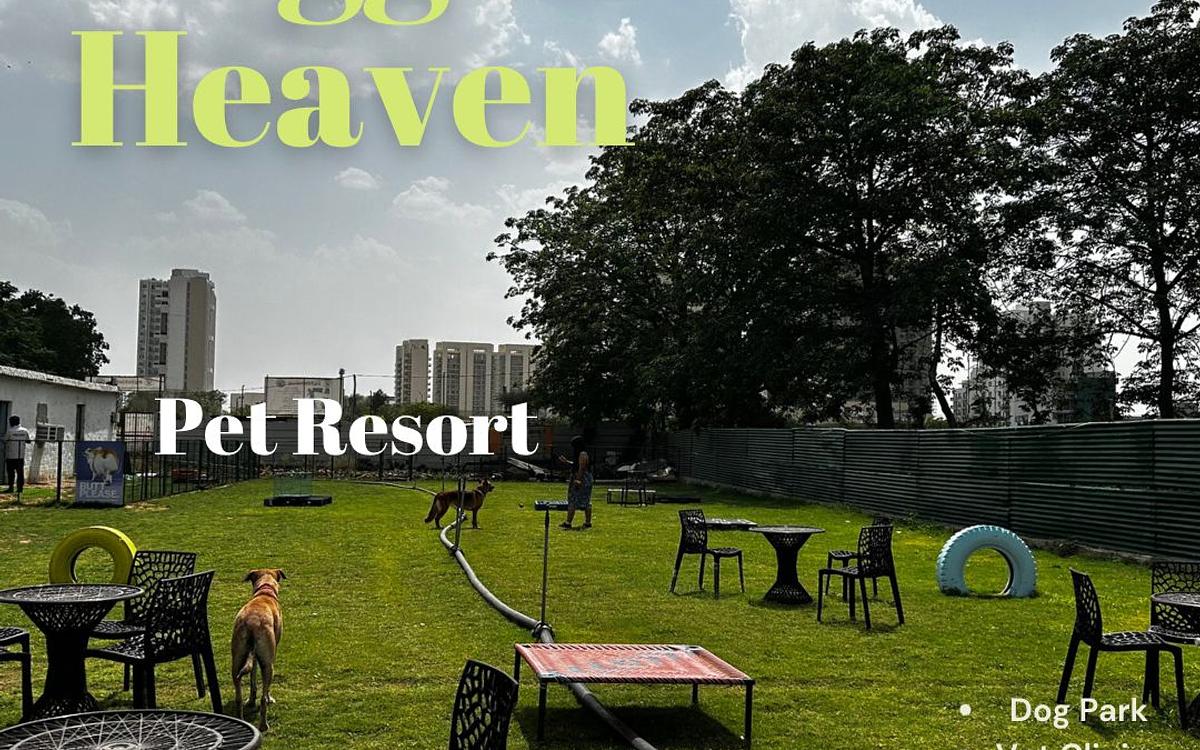 Doggos Heaven