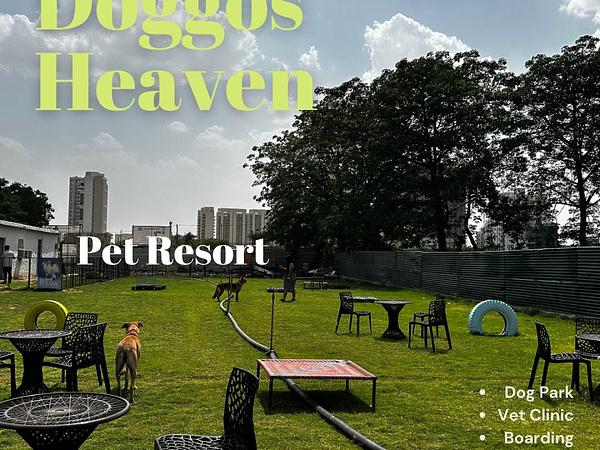 Doggos Heaven