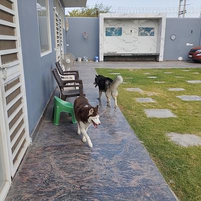 The pets hotel gurugram