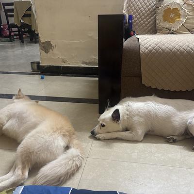 Barkplay Pet boarding Gurgaon