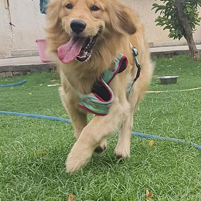 All day dogs training and boarding