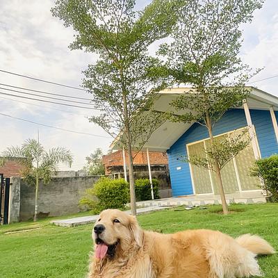 Aravali Kennel Zone - Dog Hostel, kennel & creche |Dog Cremation Gurugram | Pet Burial In Gurgaon