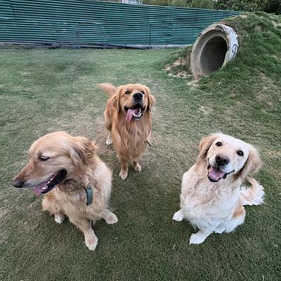 Doggos Heaven