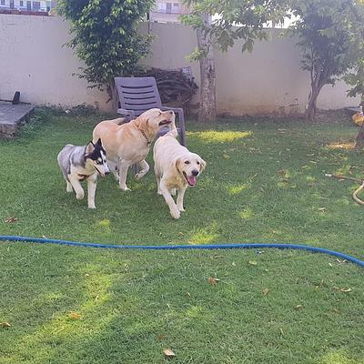 All day dogs training and boarding