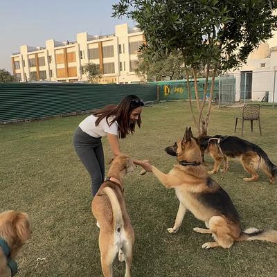 Doggos Heaven