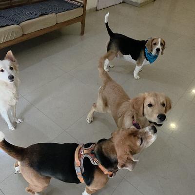 HappyPets (Dogs & Cat) Boarding