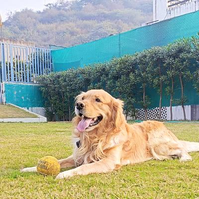 Aravali Kennel Zone - Dog Hostel, kennel & creche |Dog Cremation Gurugram | Pet Burial In Gurgaon