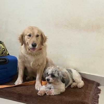 Trainer's Nest - Dog Boarding in Gurugram