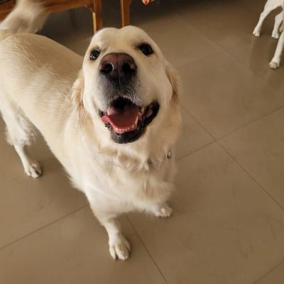 HappyPets (Dogs & Cat) Boarding