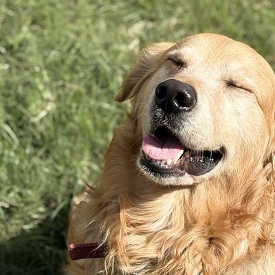 Trainer's Nest - Dog Boarding in Gurugram