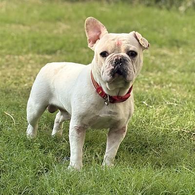 Trainer's Nest - Dog Boarding in Gurugram