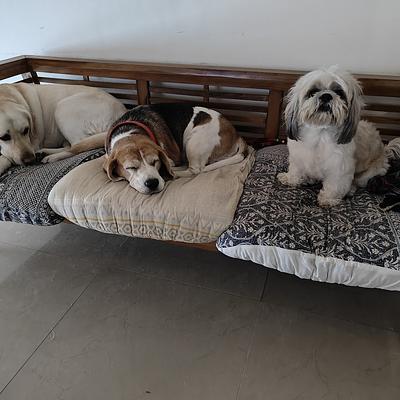 HappyPets (Dogs & Cat) Boarding