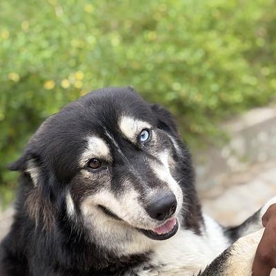 Trainer's Nest - Dog Boarding in Gurugram