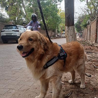 Sunday dog boarding