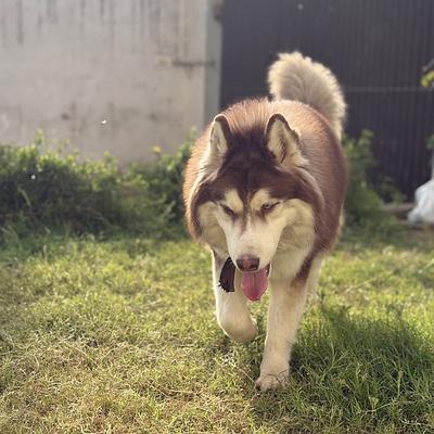 Trainer's Nest - Dog Boarding in Gurugram