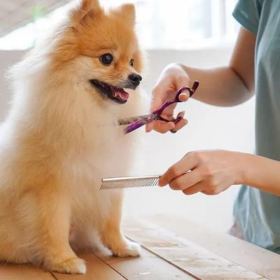 Pet-Grooming Studio-Pet Spa in MG Road | Dog & Cat Grooming Service Gurgaon