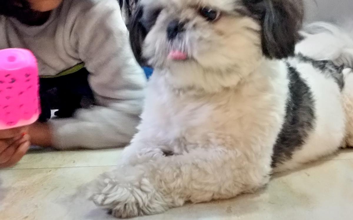 Cherry's Pet Boarding & Day Care
