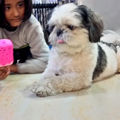 Cherry's Pet Boarding & Day Care