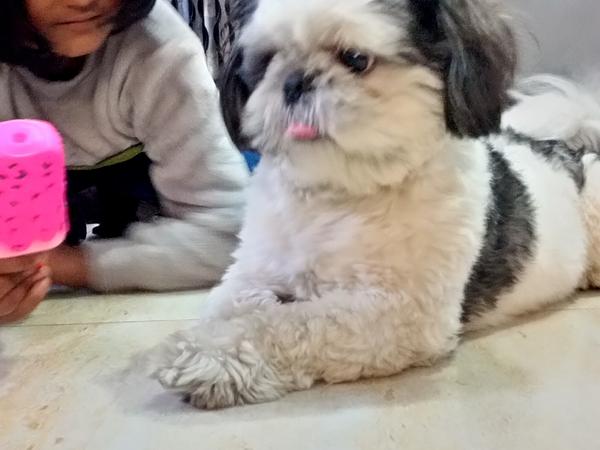 Cherry's Pet Boarding & Day Care