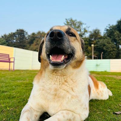 Barks and Meows- Pet Boarding Service | Pet Care