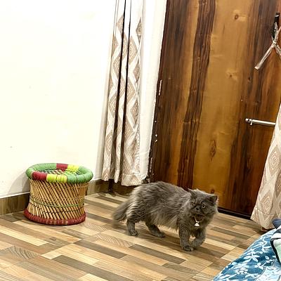 Sumit Pet’s Boarding and Daycare