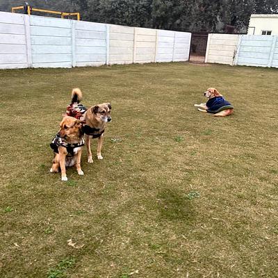 Barks and Meows- Pet Boarding Service | Pet Care