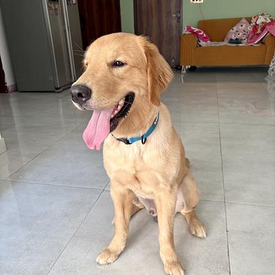 Sumit Pet’s Boarding and Daycare