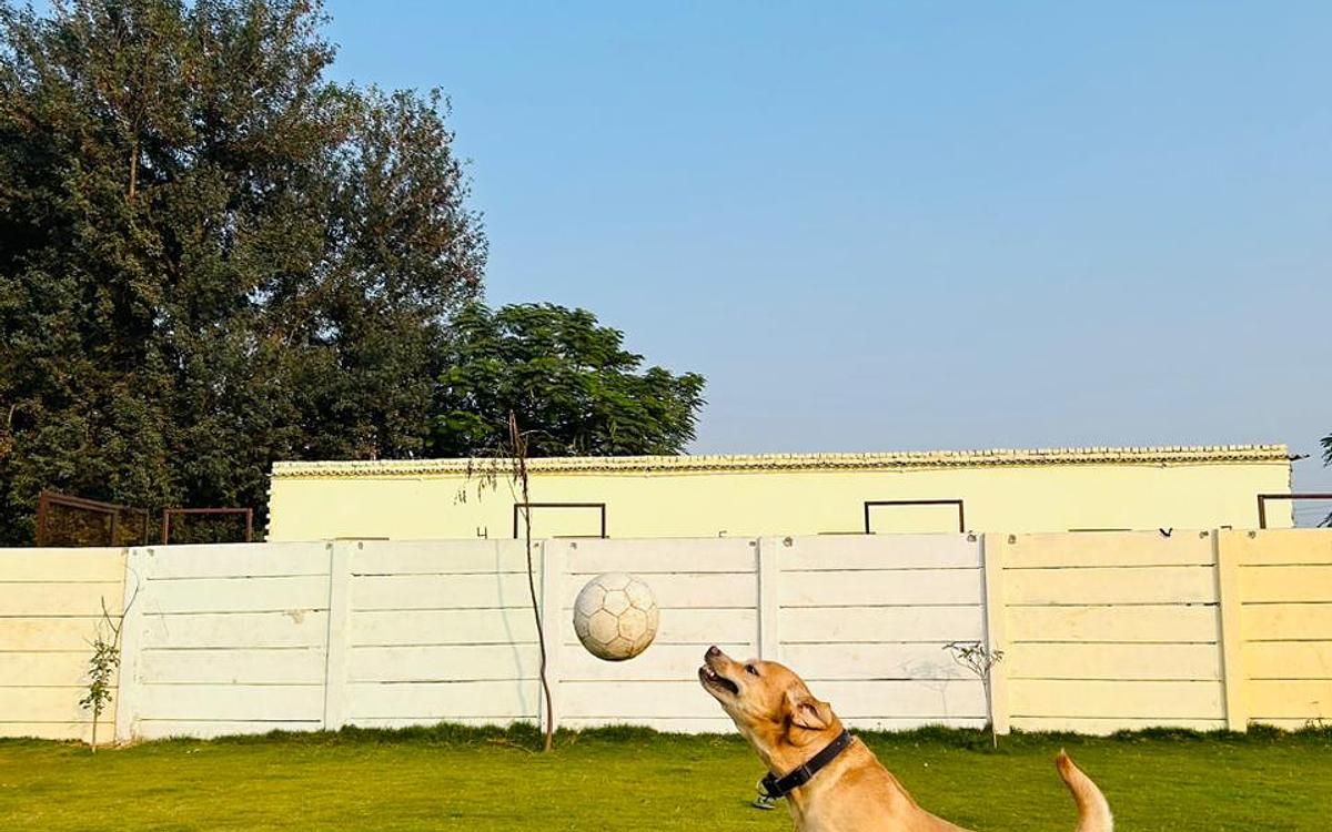 Barks and Meows- Pet Boarding Service | Pet Care