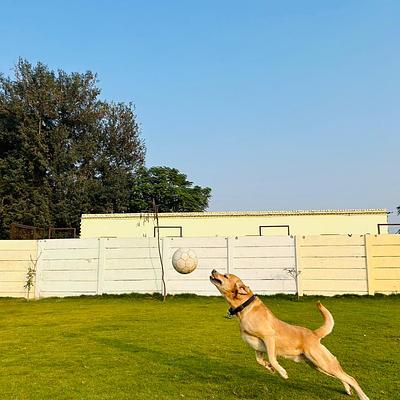 Barks and Meows- Pet Boarding Service | Pet Care