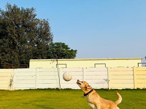 Barks and Meows- Pet Boarding Service | Pet Care