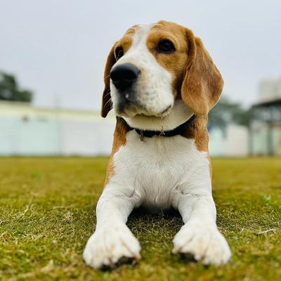 Barks and Meows- Pet Boarding Service | Pet Care