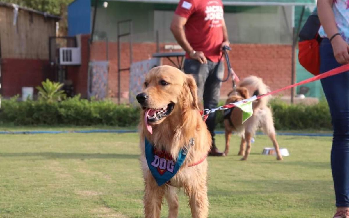 Barking Lot Pet Resort