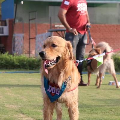 Barking Lot Pet Resort