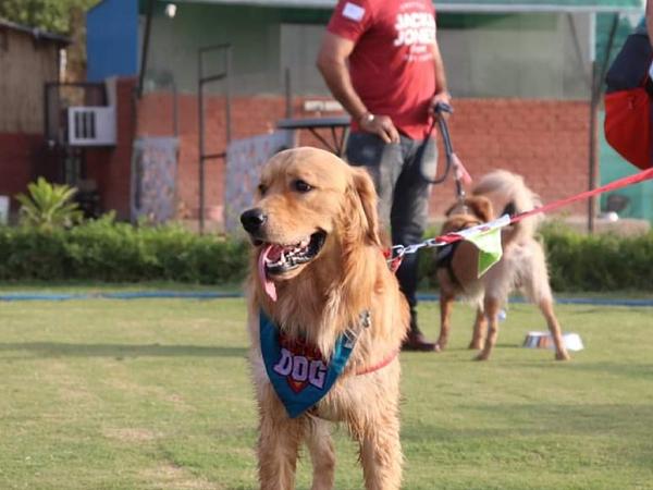 Barking Lot Pet Resort