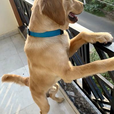 Sumit Pet’s Boarding and Daycare