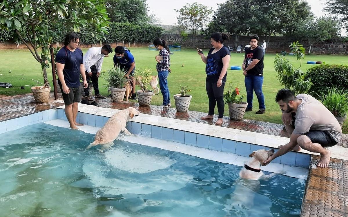 Pet Lovers Hut - Pet Resort GURUGRAM