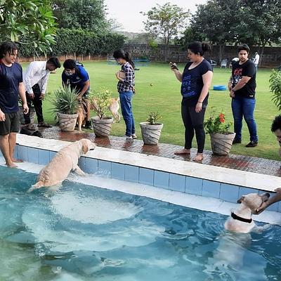 Pet Lovers Hut - Pet Resort GURUGRAM