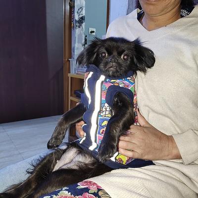Cherry's Pet Boarding & Day Care