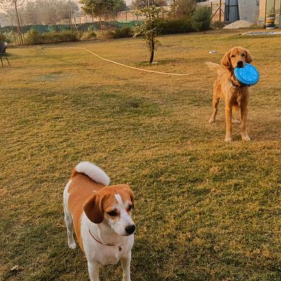 Barking Lot Pet Resort