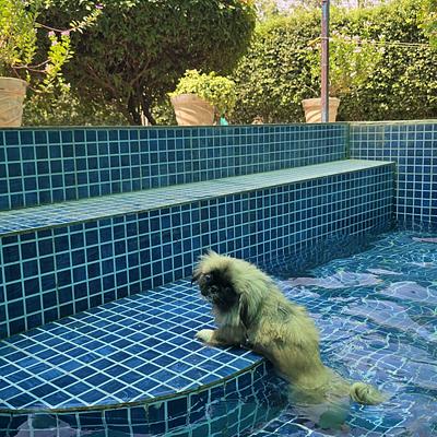 Pet Lovers Hut - Pet Resort GURUGRAM