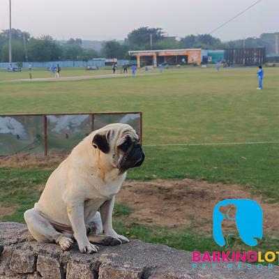Barking Lot Pet Resort
