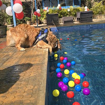 Pet Lovers Hut - Pet Resort GURUGRAM