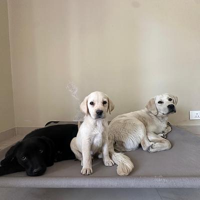 Mothers dog boarding house