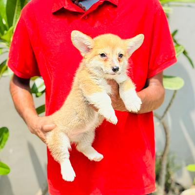 BALAJI DOG KENNEL GURGAON & PET SHOP