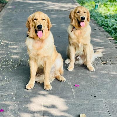 Mothers dog boarding house
