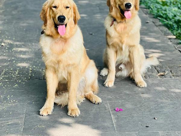 Mothers dog boarding house